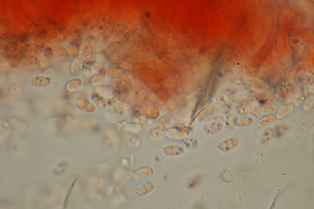 Lignicolo da determinare (Bjerkandera fumosa)
